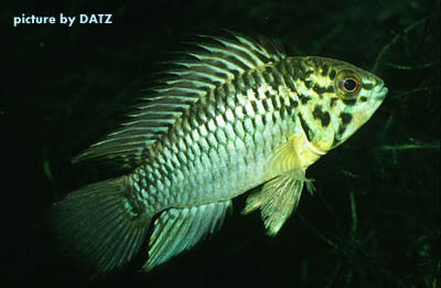 Apistogramma hoignei